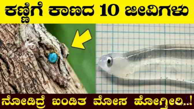 top 10 camouflage animals in kannada