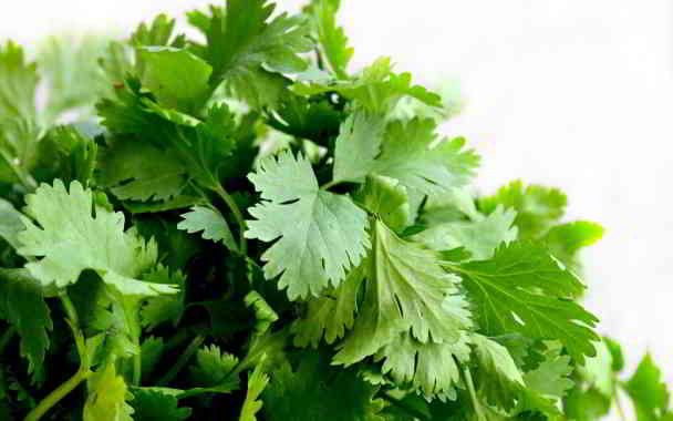coriander medical plant in kannada