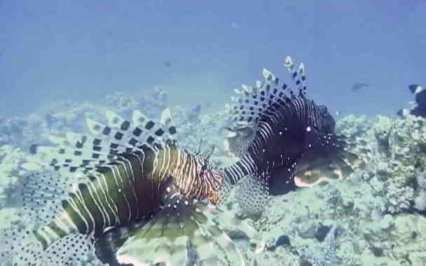 lion fish venum in kannada