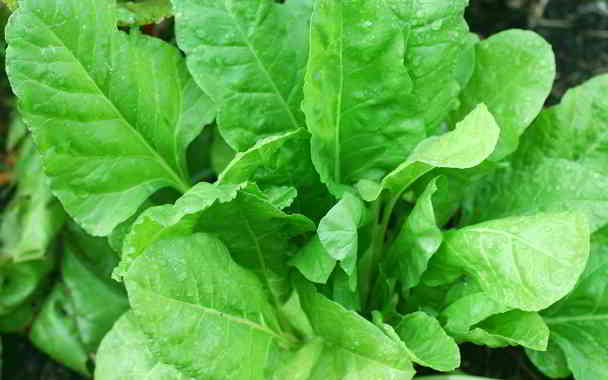 palak for hairfall in kannada