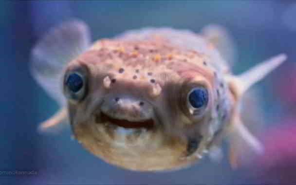 dangerous puffer fish in kannada